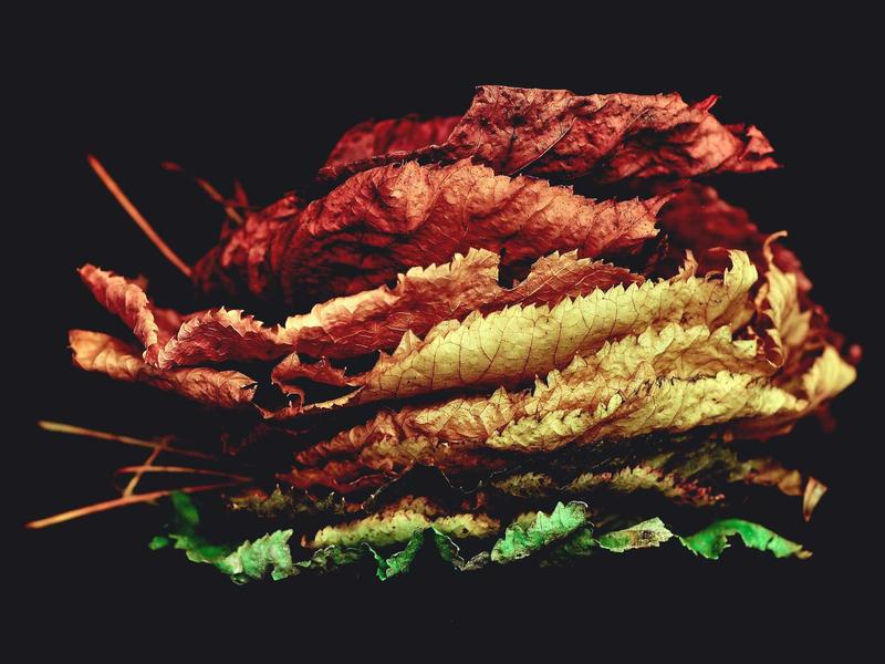 上门做饭阿姨<br>kclfxfu.cn 预制菜终结者